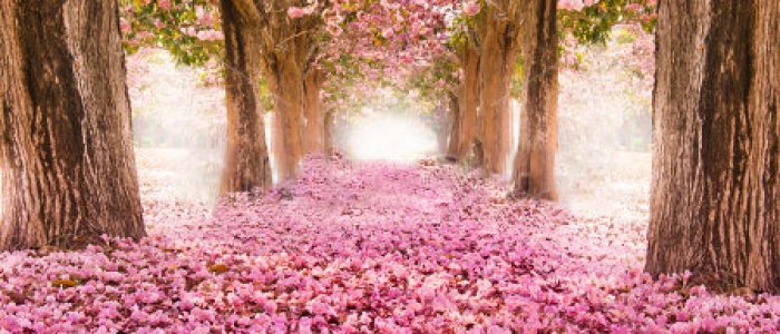 stock-photo-the-romantic-tunnel-of-pink-flower-trees-143204701